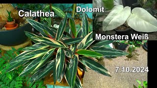 Calathea und wie sie jetzt Wachsen mit interessanten Einblicken im Dschungel Monstera Dolomit Check [upl. by Noslen78]