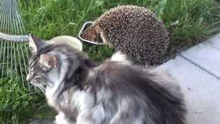 Emil och en igelkott Norwegian forest cat Hedgehog [upl. by Hasin322]