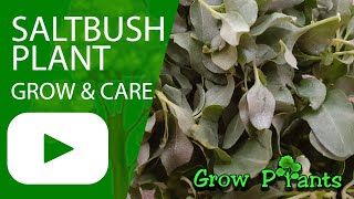 Saltbush plant  grow amp care Atriplex [upl. by Agamemnon]