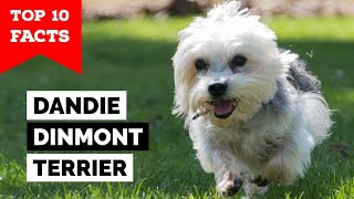 Dandie Dinmont Terrier  Top 10 Facts [upl. by Flint]