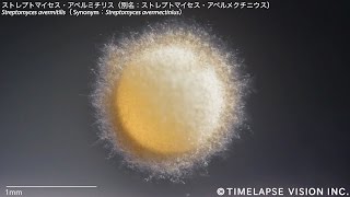 放線菌ストレプトマイセス・アベルミチリス Streptomyces avermitilis [upl. by Nerag74]