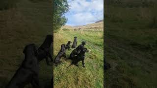 Steadiness Training Gundog Training Driven Shooting Picking up Labrador Retriever [upl. by Julie]