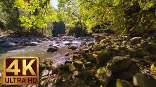 Virtual Forest Walk in 4K  2 HRS Relaxation Video with Nature Sounds  WATER amp FOREST  Part 4 [upl. by Akiram]