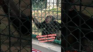 Chimpanzee imitating humans by making ooooh sound । Chimpanzee funny scenes from zoo । [upl. by Notslah]