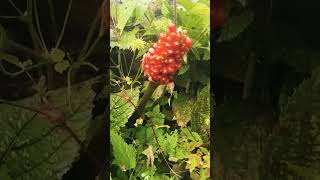 Bears favourite Berries  Arisaema Dracontium Fruit [upl. by Ofelia416]