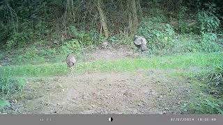 IMAG0274 Great brood of poults [upl. by Nikral]