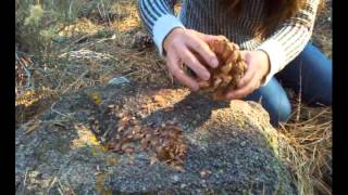 How to harvest pine nuts in the forest [upl. by Wittie]