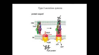 Bacterial protein secretion systems [upl. by Gorden786]