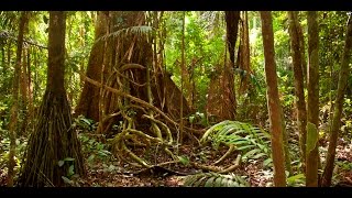 Amazon jungle documentary national geographic [upl. by Fielding336]