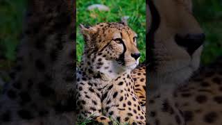 facts about Cheetah canva ai animation kidsstory video kidslearning kidsvideo pixar story [upl. by Kirstin]