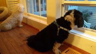 My Havanese getting excited for her mom [upl. by Kamin558]