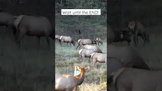 Huge Bull Elk Chasing Cow Elk During Mating Season shortsfeed [upl. by Dail595]