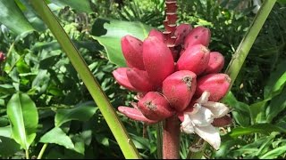 Pink Bananas are Real [upl. by Oijimer586]