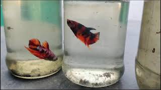 Nemocandy pair available bettafish 8754260148 [upl. by Ataymik848]