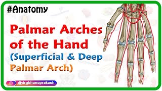 Palmar Arches of the Hand Animation  Superficial and Deep Palmar Arch  USMLE Review [upl. by Bibi103]