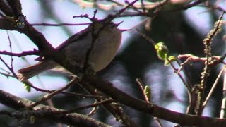 ROITELET à Triple BandeauRegulus ignicapillaChant au Printemps  BRUITX [upl. by Ociredef702]