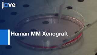 Human MM Xenograft Model to Study Tumor features  Protocol Preview [upl. by Sylvie]