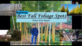 Best Fall Foliage Spots in Tokyo Japan [upl. by Kcirrez]