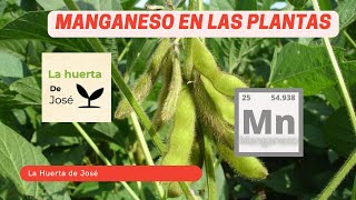 El Manganeso en las plantas  La Huerta de José [upl. by Aevin]