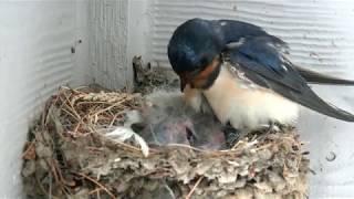 Baby Barn Swallows  Day 3 [upl. by Mandle]