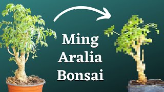 Turning Ming Aralia Plant Into Bonsai [upl. by Aylad]