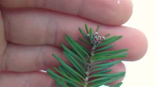 Balsam Fir Gardening The Joy of Growing Balsam Fir Trees [upl. by Ignacius428]