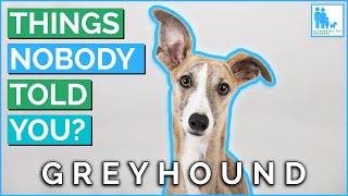 Things Nobody Told You About Owning a Greyhound  Vet Dr Alex [upl. by Livy977]