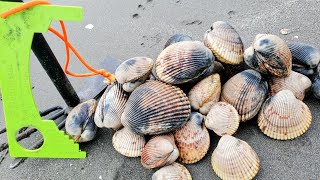 Coastal Foraging How To Find BIG Cockle Clams EASY [upl. by Acinna]