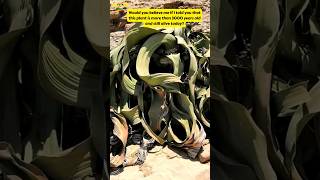 This plant is more than 3000 years old 😱 Welwitschia shorts [upl. by Esihcoc298]