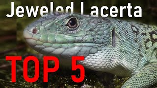 5 Things You Didnt Know About Jeweled Lacertas [upl. by Ydac223]