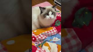 Can Cats Sense Good or Bad Person CatFacts CatInstincts [upl. by Ailenroc]