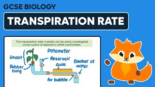 Investigating Transpiration Rate  GCSE Biology [upl. by Cointon]