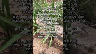 Morfologi gulma rerumputanteki dan daun lebar [upl. by Gnohp]