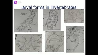 larval forms in Invertebratesmost important topic [upl. by Avonasac]