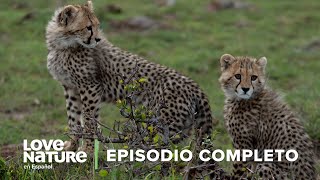 🐆 GUEPARDO llora a su cachorro ASESINADO por leones ⛈️ Persiguiendo las Lluvias ☔ Episodio 2 [upl. by Waechter]