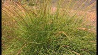 How To Choose Ornamental Grasses For The Garden [upl. by Nywra]