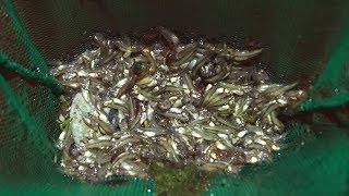 Raising lots of largemouth bass fry [upl. by Nuahsed]