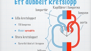 Människans cirkulationssystem Hjärta blodkärl och blodtryck gammal [upl. by Melvena]