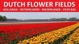 ✅ NETHERLANDS DUTCH FLOWER FIELDS  HOLLANDA ÇIÇEK TARLASI [upl. by Glasgo]