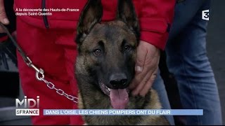 Chiens pompiers  lunité cynotechnique de lOise [upl. by Floria]