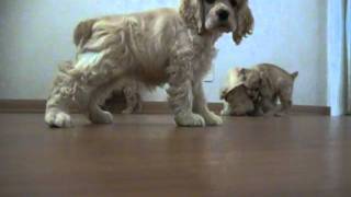 Cocker Spaniel Puppies check out camera [upl. by Leroj443]