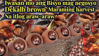 DEKALB BROWN CHICKEN MARAMING HARVEST NA ITLOG ARAWARAW iwasan ang BiSYO mag negosyo para umasenso [upl. by Suryt]