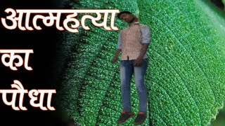 आत्महत्या का पौधा [upl. by Ripp]