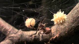 Brown Widow Latrodectus geometricus Tending To Egg Sac [upl. by Aiyt438]