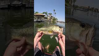 Have you tried the bellows gill shorts bassfishing [upl. by Teilo]