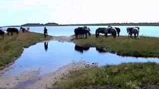 Læsø  Riding holiday on icelandic horses [upl. by Etteuqaj]