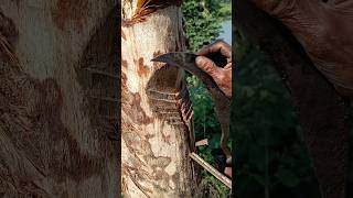 A great method of extracting date juice from palm trees nature youtubeshorts [upl. by Hnao963]