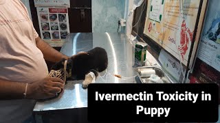 Ivermectin Toxicity in Puppy Clinical Signs [upl. by Ekihc]