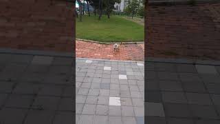 공원 전세 낸 까홍이 1탄 Carron chartered a park 강아지 반려견 개 쇼츠 강아지쇼츠 shorts cute funny pet animals [upl. by Hoffer]