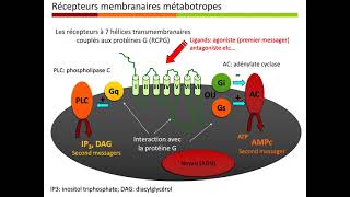 Pharmacologie Générale Partie 4 [upl. by Ardnajela]